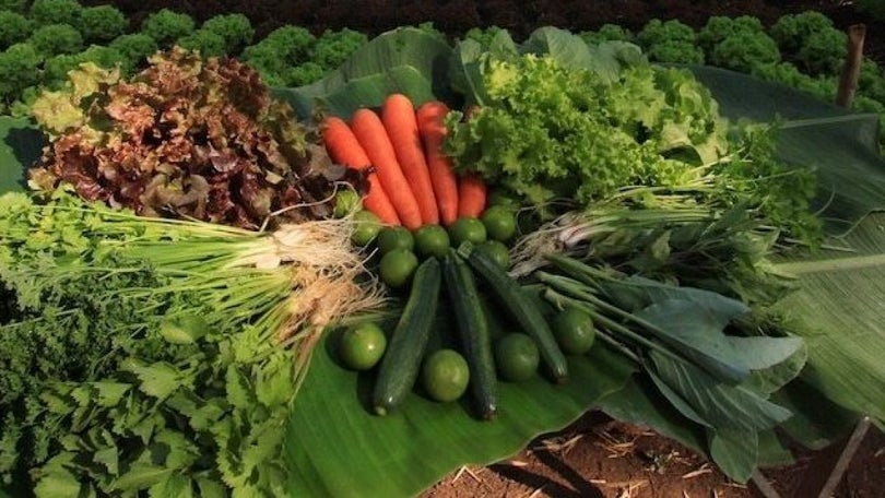 Imagem de PSD/Madeira quer produtos alimentares regionais nas escolas, oposição critica demora