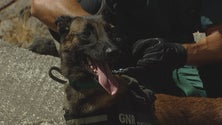 Imagem de Proteção Civil envolve 27 homens