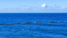 Imagem de Mau tempo no mar causou a destruição de parte das jaulas de aquacultura (áudio)