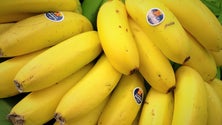 Produção agrícola de cana-de-açúcar e banana diminuiu em 2021