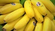 Produção agrícola de cana-de-açúcar e banana diminuiu em 2021