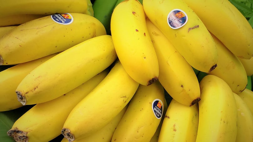 Imagem de Produção agrícola de cana-de-açúcar e banana diminuiu em 2021