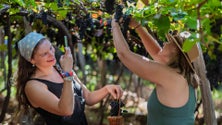 Imagem de Governo Regional investe 152 mil euros na Festa do Vinho Madeira 2023 (áudio)