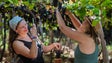 Imagem de Governo Regional investe 152 mil euros na Festa do Vinho Madeira 2023 (áudio)