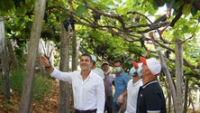 Imagem de PS diz que o escoamento das uvas não é garantido (áudio)