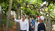 Imagem de PS diz que o escoamento das uvas não é garantido (áudio)
