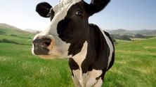 Imagem de Covid-19: Governo da Madeira anuncia medidas de apoio económico à agricultura e pecuária (Áudio)