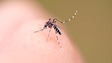 Autoridades de saúde alertam para mosquito da dengue