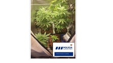 Imagem de PSP detém indivíduo por posse e cultivo de droga