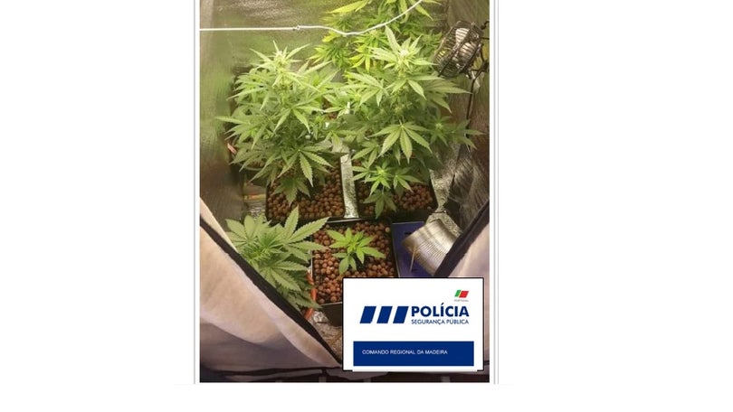 Imagem de PSP detém indivíduo por posse e cultivo de droga