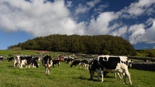 Imagem de Está em elaboração um Plano Regional para reduzir a pegada ecológica (Vídeo)