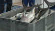 Madeira quer cota do atum igual ao ano passado (vídeo)