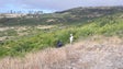 Imagem de Verão fresco ainda não permitiu a recolha da uveira da serra