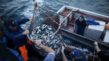 Imagem de Eurodeputados vêm para falar com os pescadores madeirenses