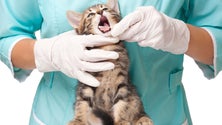 Imagem de “Médicos veterinários estão a ser formados para o desemprego”