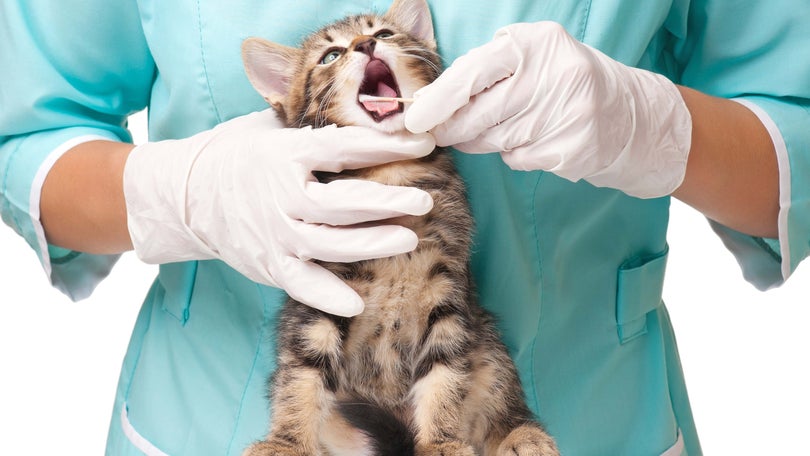 Imagem de “Médicos veterinários estão a ser formados para o desemprego”