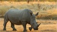 Condenados a 23 anos por caça ilegal de rinoceronte