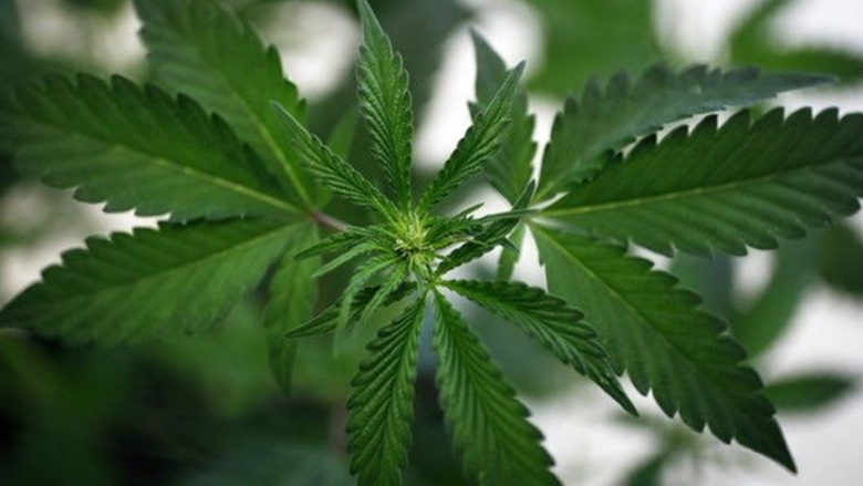 Imagem de Polícia espanhola detém portuguesa por alegado tráfico de droga