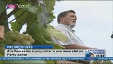 Imagem de Abelhas estão provocar danos nas uvas do Porto Santo