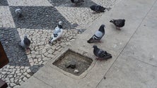 Imagem de Câmara do Funchal declara guerra aos pombos no centro da cidade