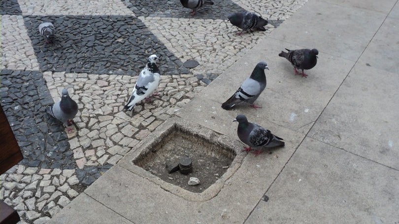 Câmara do Funchal declara guerra aos pombos no centro da cidade