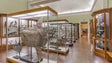 Imagem de Museu de História Natural do Funchal com entradas gratuitas até ao final do ano