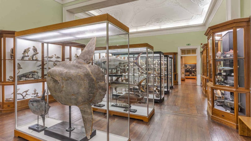 Imagem de Museu de História Natural do Funchal com entradas gratuitas até ao final do ano