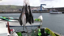 Protestos aos constrangimentos na descarga de pescado na Horta