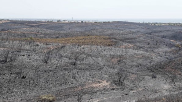 Imagem de Decreto-lei cria o Sistema de Gestão Integrada de Fogos Rurais