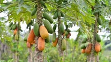 Imagem de O maior produtor de papaias de Portugal quer expandir a produção para o Porto Santo (Áudio)