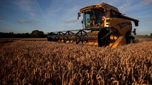 Imagem de Quebra prevista na produção de cereais coloca em risco alimentação mundial