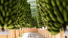 Imagem de Festa da Banana na Madalena do Mar (áudio)