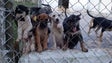 Imagem de Quinhentos animais esperam por um novo dono, no Funchal