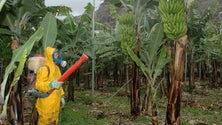 Imagem de Governo avança com a segunda fase dos cursos para aplicação de produtos fitofarmacêuticos