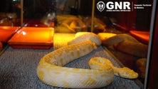 Imagem de GNR apreende cobra piton na Madeira