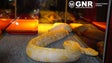 Imagem de GNR apreende cobra piton na Madeira