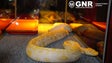 GNR apreende cobra piton na Madeira
