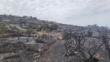 Imagem de Porto Moniz sem fogos ativos (vídeo)