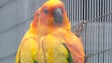 Ilha das Aves é visita obrigatória no Campanário (vídeo)