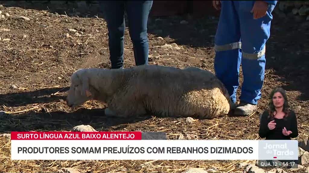 Surto de Língua Azul no Baixo Alentejo