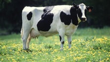 Imagem de Concurso Holstein Frísia em São Miguel superou as expetativas (Vídeo)