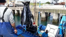 Teófilo Cunha espera que quota de pesca de atum mantenha-se igual à de 2022 (áudio)