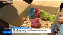 Imagem de PS quer apoios imediatos para fazer face ao aumento dos custos de produção (vídeo)