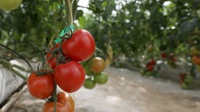 Imagem de Escoamento de produtos agrícolas é uma preocupação para os empresários (Vídeo)