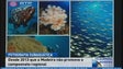 Fotografia subaquática praticamente inativa na Madeira (Vídeo)