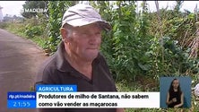 Imagem de Produtores de milho de Santana não sabem como vão vender as maçarocas (Vídeo)