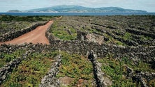 Imagem de Madalena do Pico foi Cidade do Vinho por um ano (Vídeo)