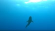 Tubarão avistado em São Vicente (vídeo)