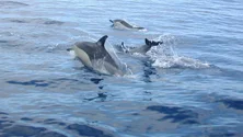 Imagem de Da pesca ao turismo de observação de cetáceos (Vídeo)