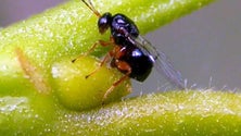 Imagem de Vespa do castanheiro continua a preocupar os agricultores